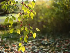 Liście, Owoce, Zielone, Gałązka, Czerwone