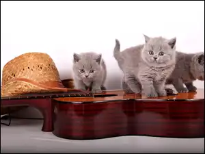 Trzy kotki Brytyjskie na gitarze