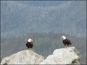Las, Orły, Skały
