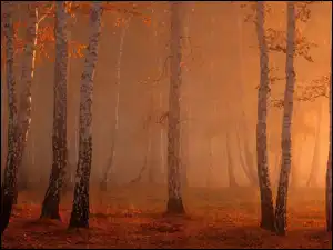Brzozowy, Mgła, Słońca, Wschód, Las