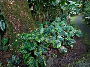 Rośliny, Hawaje, Tropikalny, Ogród Botaniczny