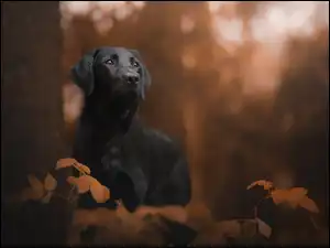 Czarny Labrador retriever przy drzewie