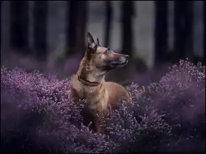 Owczarek belgijski Malinois we wrzosie