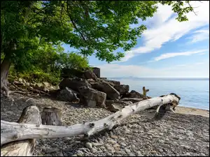 Drzewo, Kamienie, Morze, Wybrzeże, Brzeg