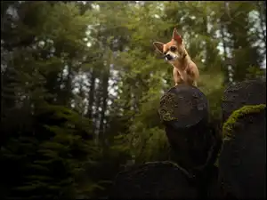 Chihuahua na drzewie w lesie