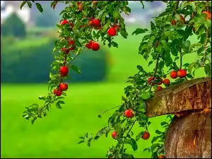 Pień, Jabłoń, Jabłka