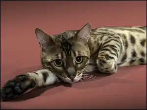 Kot Ocicat