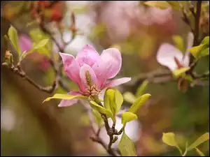 Gałązki, Różowa, Magnolia, Kwiaty