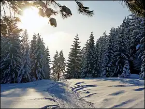 Las, Słońca, Doga, Zima, Blask