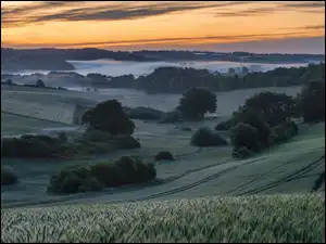 Wieczorna mgła nad polami i drzewami