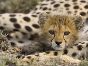 Gepard, Młody