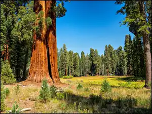 Sekwoje w Parku Narodowym Sequoia