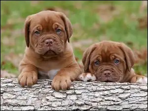 Dogi de Bordeaux, Dwa, Małe