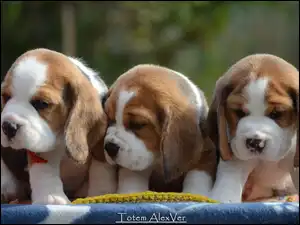 Szczeniaczki rasy Beagle