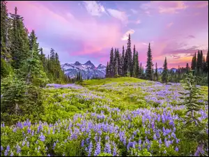 Łąka, Park Narodowy Mount Rainier, Kwiaty, Drzewa, Stan Waszyngton, Łubin, Stratowulkan Mount Rainier, Stany Zjednoczone