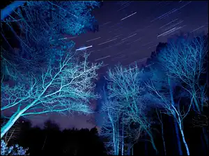 Noc, Drzewa, Jesień, Niebo
