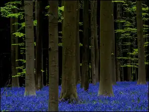Niebieskie kwiaty w lesie Hallerbos w Belgii
