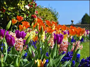 Kwiaty, Wiosna, Hiacynty, Tulipany, Ogród