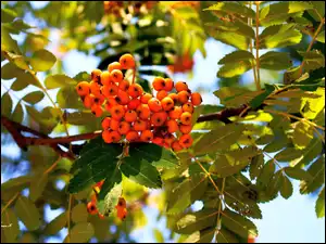 Gałęzie, Lato, Owoce, Jarzębina, Liście