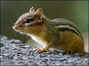 Skała, Chipmunk, Wiewiórka, Ziemna
