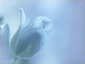 Kwiat, Biały, Tulipan