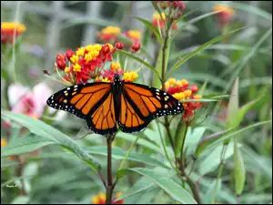 Kwiaty, Ogród, Monarch, Motyl, Liście