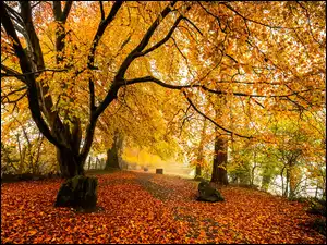 Liście, Park, Drzewa, Jesień