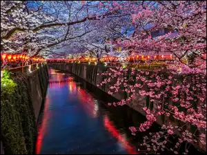 Tokio, Japonia, Kwitnące, Latarnie, Kanał, Drzewa owocowe