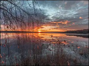 Wschód słońca, Szuwary, Jezioro, Drzewa