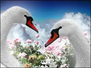 Miłość, Łabędzie, Główki, Kwiatki