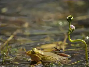 Żaba, Staw, Kwiatek