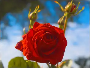Róża, Rozmyte tło, Rozwinięta, Czerwona, Zbliżenie