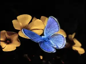 Kwiatki, Niebieski, Motyl modraszek, Żółte