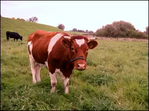 Łąka, Krowa