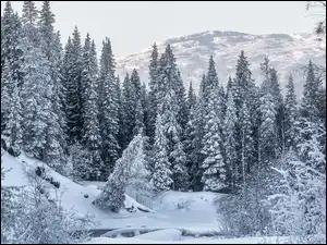 Las, Góry, Śnieg, Zima, Drzewa