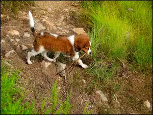 Kooikerhondje, mokry, szczeniak, Płochacz holenderski