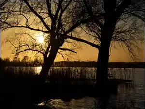 Drzewa i szuwary nad rzeką o zmierzchu