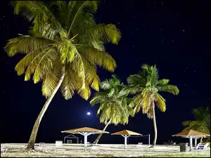 Tropiki, Plaża, Palmy, Noc