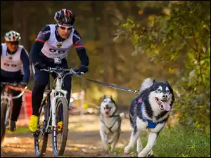 Las, Rowerzyści, Psy, Husky