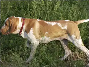 czerwona, trawa, Bracco italiano, Wyżeł włoski krótkowłosy, obroża