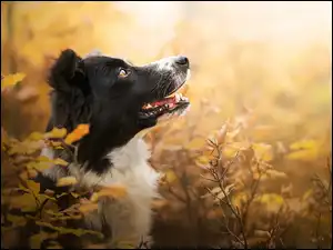 Border collie z profilu w krzewach