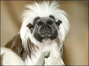 Tamarin, Małpa