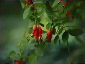 Dzika róża, Owoce, Dzikiej róży, Krzew
