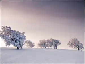 Zimowy widok na pola i drzewa