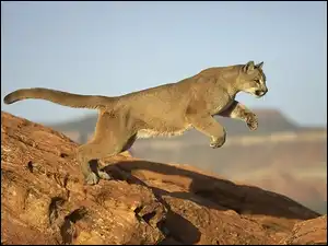 Skały, Puma, Skok