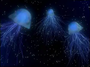 Meduzy morskie