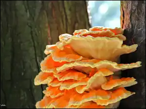 Kora, Żółciak Siarkowy, Grzyb