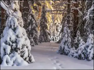 Ośnieżone, Ślady, Las, Zima, Drzewa