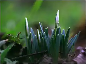 Wiosna, Przebiśniegi, Pąki