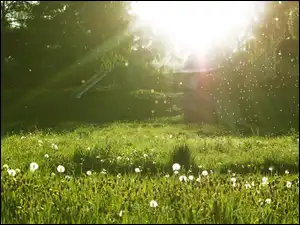 Jaskier, Słońca, Dmuchawce, Łąka, Promienie